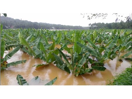 മഴക്കെടുതിയില്‍ മലപ്പുറം ജില്ലയില്‍ 3363199 കുലച്ച വാഴകള്‍ നശിച്ചു, 12കോടിയുടെ കൃഷിനാശം