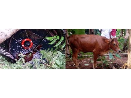 ആഴമേറിയ കിണറ്റില്‍ വീണ പശുവിനെ രക്ഷപ്പെടുത്തി:കരക്കുകയറ്റിയത് ഒരു പരുക്കും ഏല്‍ക്കാതെ!!
