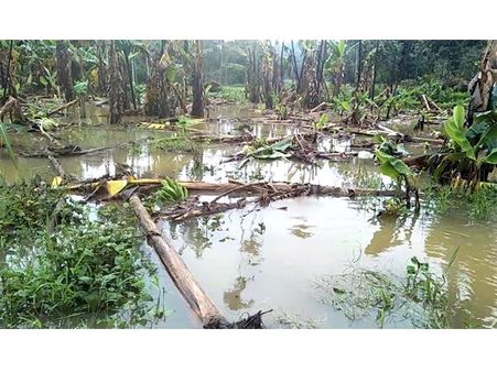 പ്രളയം: തീരാദുരിതത്തില്‍  ഇടുക്കിയിലെ കര്‍ഷകര്‍, ഉപജീവനമാര്‍ഗം ഇനി എങ്ങനെ? ആശങ്കയില്‍ കര്‍ഷകര്‍