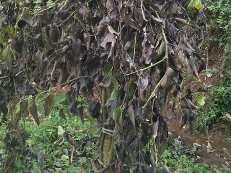 കുരുമുളക് ചെടികള്‍ക്ക് അജ്ഞാതരോഗം: ഇടുക്കിയിലെ കര്‍ഷകര്‍ക്ക് ഇരുട്ടടി