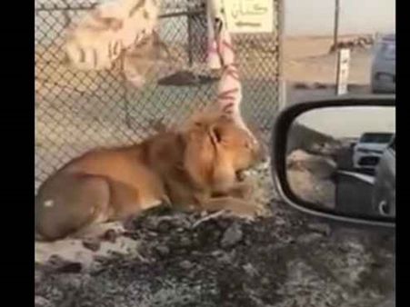 കുവൈത്തിലെ നടുറോഡില്‍ ശൗര്യത്തോടെ സിംഹം; ഒടുവില്‍ മയക്കുവെടിവെച്ച് കീഴ്‌പ്പെടുത്തി, വൈറലായി വീഡിയോ