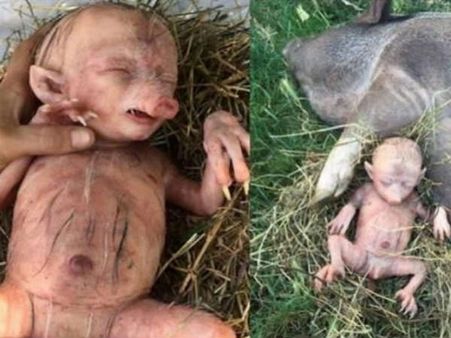 പന്നി മനുഷ്യകുഞ്ഞിനെ പ്രസവിച്ചു; കര്‍ണാടക അതിര്‍ത്തിയില്‍ സംഭവിച്ചത്... യാഥാര്‍ഥ്യം ഇതാണ്