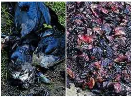 പാലക്കാട് കൂട്ടത്തോടെ ചത്ത് വീണ് കാക്കകൾ, പരുന്ത്, നായ! വിഷം കലർന്ന ഇറച്ചി, നാട്ടുകാർ ഭീതിയിൽ