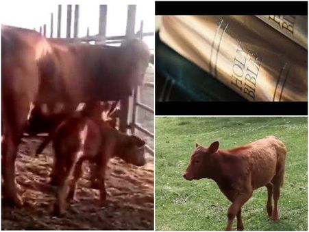 ലോകാവസാനം വരുന്നു! വാഗ്ദത്ത ഭൂമിയില്‍ അത് സംഭവിച്ചുകഴിഞ്ഞു; കുറ്റമറ്റ ചുവന്ന പശു പിറന്നു; ഇനി എന്ത്?