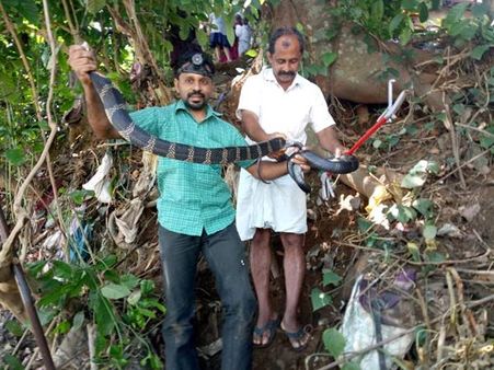 ഭൂതത്താന്‍കെട്ടില്‍ നിന്നും രാജവെമ്പാലയെ പിടികൂടി: കാലാവസ്ഥ മാറ്റം വിഷപാമ്പുകള്‍ ജനവാസമേഖലകളില്‍!