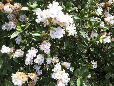 വയനാട്ടില്‍ വീട്ടുമുറ്റത്ത് നീലക്കുറിഞ്ഞി പൂത്തു: പൂത്തത് മൂന്നാറില്‍ നിന്നെത്തിച്ച് നട്ട ചെടികള്‍