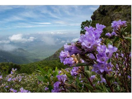 മൂന്നാറില്‍ കുറിഞ്ഞിവസന്തം: തിരിച്ചുവരവനൊരുങ്ങി തെക്കിന്റെ കാശ്മീര്‍....