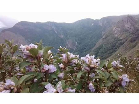 അഞ്ചുനാട്ടാംപ്പാറയില്‍ കുറിഞ്ഞി വസന്തം: മറയൂരിലെ ആദിവാസികുടികളില്‍ 90 ശതമാനം ചെടികളും പൂവിട്ടു