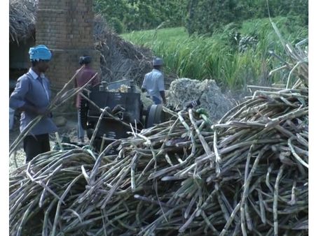 മറയൂര്‍ ശര്‍ക്കര കരയുന്നു..... വിലക്കുറവ് തിരിച്ചടി...