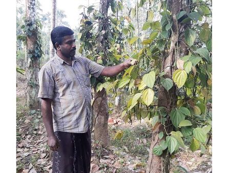 വയനാട്ടിലെ കര്‍ഷകര്‍ കണ്ണീര്‍ക്കയത്തില്‍; കാപ്പിക്കും കമുകിനും പിന്നാലെ കുരുമുളകിനും രോഗബാധ; ജപ്തിഭീഷണിയും തുടരുന്നു