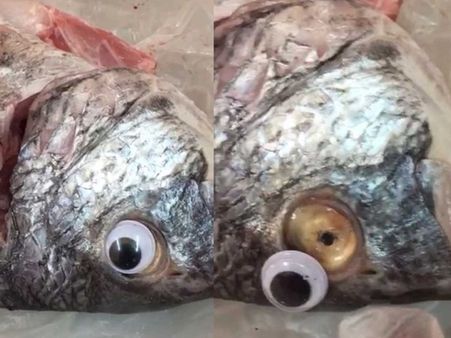 പ്ലാസ്റ്റിക് കണ്ണ്; മത്സ്യത്തിന്റെ പഴക്കം തിരിച്ചറിയാതിരിക്കാന്‍ പുതിയ തട്ടിപ്പ്, കട അടച്ചുപൂട്ടി