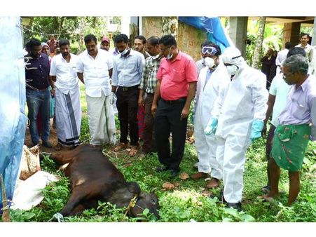 വടകരയില്‍ പേവിഷബാധ: മന്തരത്തൂരിൽ ഒരു പശു കൂടി ചത്തു, പേവിഷബാധയേറ്റത് അജ്ഞാതജീവിയുടെ ആക്രമണത്തോടെ!