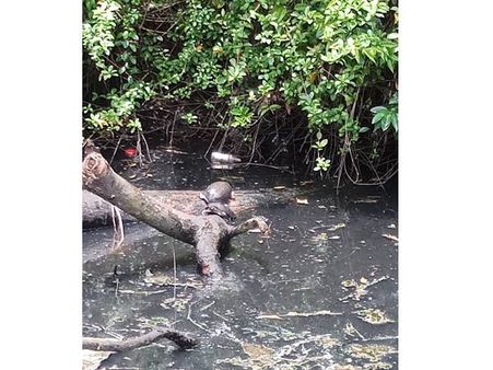 ആലപ്പുഴയില്‍ ആമകള്‍ ചത്തുപൊങ്ങുന്നു: ജല മലിനീകരണമെന്നു സംശയം, കഴിഞ്ഞ വര്‍ഷവും സമാന സംഭവം!!