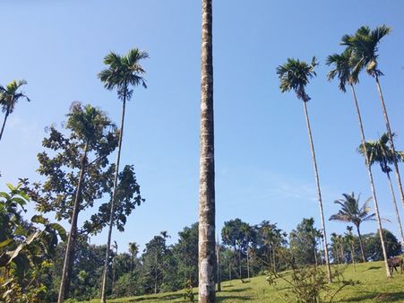 വയനാട് ചുട്ടുപൊള്ളുന്നു; രണ്ട് പേര്‍ക്ക് സൂര്യാതാപമേറ്റു; ജാഗ്രതാനിര്‍ദേശവുമായി ആരോഗ്യവകുപ്പ്