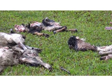 അഞ്ചുനാട് മേഖലയില്‍ ചെന്നായ ആക്രമണം ആടുകള്‍ ചത്തു കര്‍ഷകനു നഷ്ടം ഒരുലക്ഷം!!!