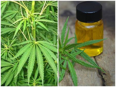 ഹൃദയം, ഭീഷ്മപര്‍വം സിനിമകളുടെ സ്റ്റില്‍ ഫോട്ടോഗ്രഫര്‍ ഹാഷിഷ് ഓയിലുമായി പിടിയില്‍