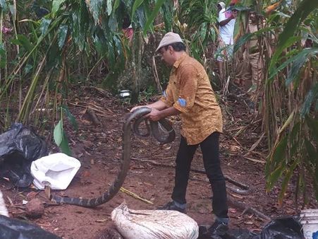 അടിമാലിയിലെ ഏലത്തോട്ട മേഖലയില്‍ നിന്ന് രാജവമ്പാലയെ പിടികൂടി!!! പിടികൂടിയത് പത്തടി നീളമുള്ള പാമ്പിനെ...