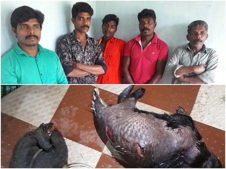 അഞ്ചംഗ നായാട്ടു സംഘം പിടിയില്‍ പതിനഞ്ചു കിലോ കാട്ടിറച്ചിയും പിടിച്ചെടുത്തു...!!!!
