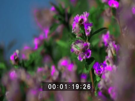 മഴ ചതിച്ചു!!! കുറിഞ്ഞി സീസണ്‍ ഇക്കുറി നേരത്തെ അവസാനിക്കും.... സഞ്ചാരികളുടെ എണ്ണത്തിലും വന്‍കുറവ്!