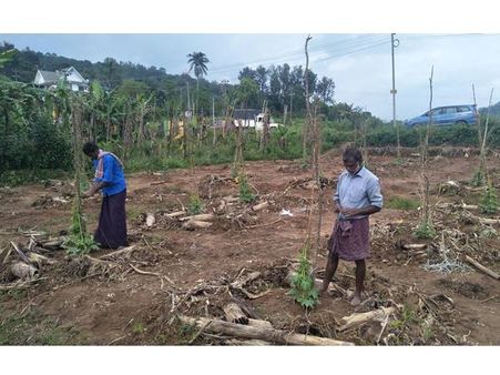 പ്രതീക്ഷയില്‍ കൃഷിയിടമൊരുക്കി ഇടുക്കിയിലെ പാവല്‍ കര്‍ഷകര്‍: ലക്ഷ്യം പ്രളയത്തെ അതിജീവിക്കുക!