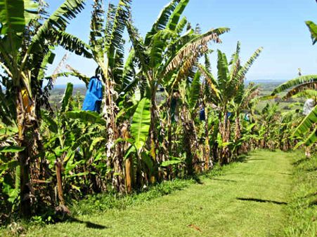 പ്രളയ ബാധിത മേഖലകള്‍ക്കായി വെജിറ്റബിള്‍ ആന്റ് ഫ്രൂട്ട്‌സ് പ്രമോഷന്‍ കൗണ്‍സിലിന്റെ സംയോജിത പദ്ധതി