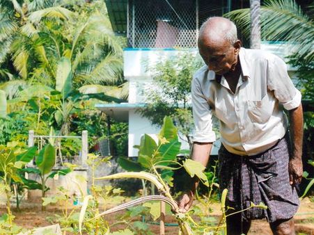 ജോണിന്റെ വളപ്പില്‍ വിളഞ്ഞ ആനക്കൊമ്പന്‍ വെണ്ടക്ക ഗിന്നസ് ബുക്കിലേക്ക്