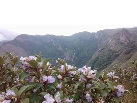 കുറിഞ്ഞി ചെടികള്‍ നശിപ്പിക്കുന്നതായി പരാതി..., പിഴുതെടുക്കുന്ന കുറിഞ്ഞി ചെടികള്‍ വില്‍പ്പന നടത്തുന്നു. കച്ചവടം നടക്കുന്നത് ടോപ്പ് സ്റ്റേഷന്‍ കേന്ദ്രീകരിച്ച്!!!