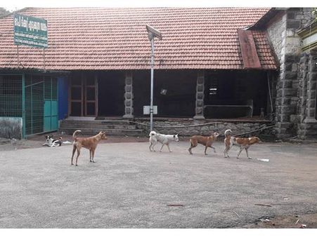 നെടുമങ്ങാട് ജില്ലാ ആശുപത്രിയിൽ പേപ്പട്ടി:കടിയേറ്റത് നാലുപേർക്ക്, പട്ടികളെ തല്ലിക്കൊന്നു!!