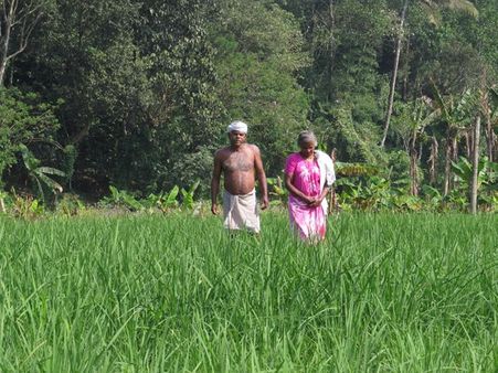 വലിയകണ്ടത്തെ നെല്‍കൃഷി പടിയിറങ്ങുന്നു...പക്ഷേ ! നെല്‍കൃഷി നെഞ്ചോട് ചേര്‍ത്ത് ഒരു കര്‍ഷകനുണ്ടിവിടെ....!!!