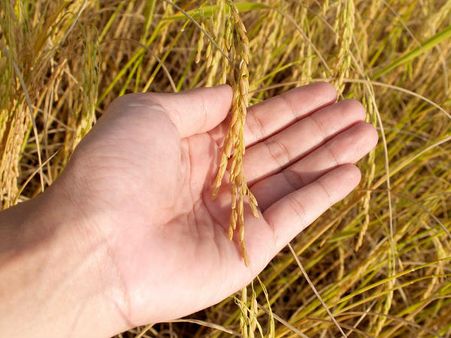 രണ്ടാം ഘട്ട നെല്ല് സംഭരണം: കര്‍ഷകര്‍ക്ക് 20.09 കോടി രൂപ നല്‍കി,പണം കർഷകർക്ക് നേരിട്ട്