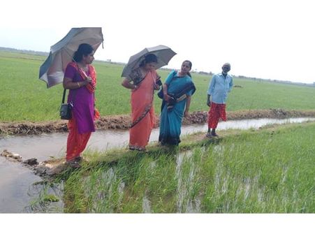 തൃശൂര്‍: പാടശേഖരങ്ങളില്‍ പട്ടാളപ്പുഴു ആക്രമണം രൂക്ഷം, പുഴുക്കളുടെ സാന്നിധ്യം ആലപ്പാട് പള്ളിപ്പുറത്ത്