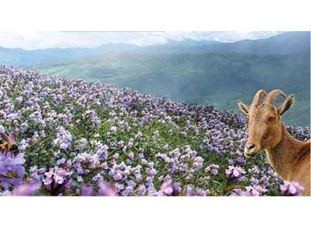 നീലക്കുറിഞ്ഞി സീസണില്‍ രാജമല സന്ദര്‍ശിച്ചത് 1.3 ലക്ഷം സഞ്ചാരികള്‍: