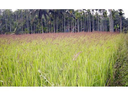 കൃഷിഭവന്റെ നെല്‍വിത്തുകള്‍ വീണ്ടും ചതിച്ചു; മുളച്ചുപൊന്തിയത് പുല്ലുകള്‍; ദുരിതത്തിലായത് വെള്ളമുണ്ടയിലെ കര്‍ഷകര്‍