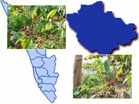 വിളവെടുപ്പായിട്ടും വിലയില്ല; വയനാടിൽ കാപ്പികര്‍ഷകരെയും കാത്തിരിക്കുന്നത് ദുരിതം മാത്രം