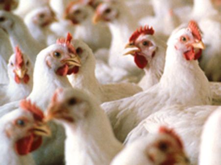 കോഴി ഇറച്ചിയില്‍നിന്ന് നിപയെന്ന് വ്യാജപ്രചാരണം, കര്‍ഷകര്‍ പ്രതിഷേധിച്ചു; നടപടിയെന്ന് ഡിഎംഒ