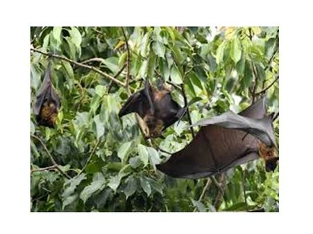 വിടാതെ നിപ്പാപ്പേടി ! വീണ്ടും വവ്വാലുകളുടെ പ്രജനനകാലം, നിപ്പയെ നേരിടാനുറച്ച് കോഴിക്കോട്‌!!