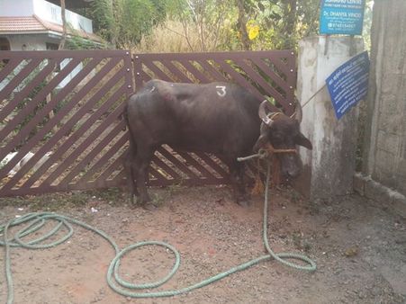 ഇടഞ്ഞോടിയ എരുമയുടെ കുത്തേറ്റ് ഒരാള്‍ക്ക് പരുക്ക്, വാഹനങ്ങളും ആക്രമിച്ചു