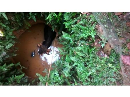 നാടുചുറ്റിയ കാട്ടുപോത്ത് കിണറ്റില്‍ വീണു: 'അടി'തെറ്റിയ കാട്ടുപോത്തിനെ കാണാന്‍ ജനപ്രവാഹം!!