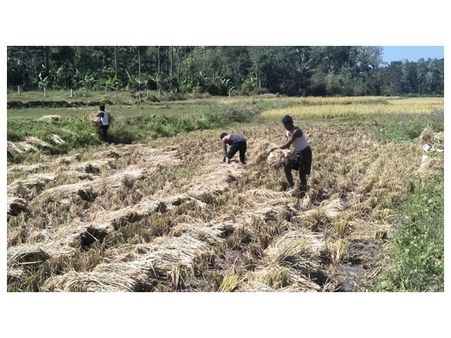 സർക്കാർ സഹായങ്ങളില്ലാതെ ഹൈറേഞ്ചിലെ നെൽകർഷകർ; തൊഴിലാളി ക്ഷാമം രൂക്ഷം