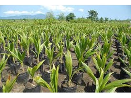 കേരഗ്രാമം പദ്ധതിക്ക് തുടക്കമായി; പന്മന പഞ്ചായത്തിലെ പ്രവര്‍ത്തനത്തിന് മാത്രമായി അമ്പത് ലക്ഷം രൂപ, തെങ്ങുകയറ്റ പരിശീലനവും യന്ത്രങ്ങളുടെ വിതരണവും നടന്നു