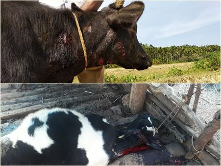 നൂല്‍പ്പുഴയില്‍ കടുവയിറങ്ങി; പശുവിനെ ആക്രമിച്ച് കൊലപ്പെടുത്തി; പ്രതിഷേധവുമായി നാട്ടുകാര്‍