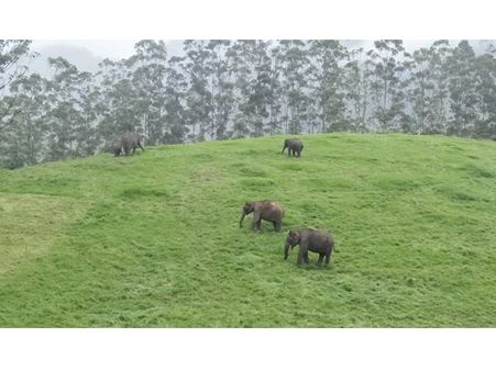 ആനചന്തം നിറഞ്ഞ് മാട്ടുപ്പെട്ടി! മൊട്ടകുന്നുകളില്‍ വിരുന്നിനെത്തി കാട്ടാനകൂട്ടം.!!!