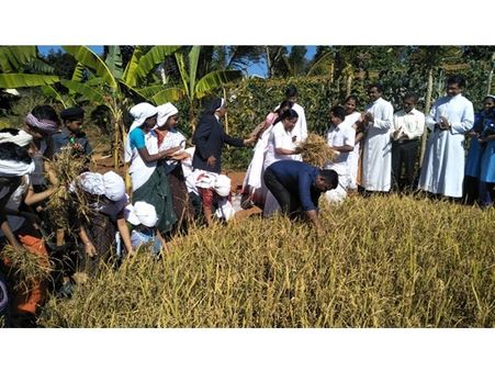 ഇടുക്കിയിലുണ്ട് കുട്ടികര്‍ഷകരുടെ കൃത്രിമ പാടങ്ങള്‍; ഒപ്പം കൊയ്ത്തുപാടിന്റെ ഈണവും ...!!!