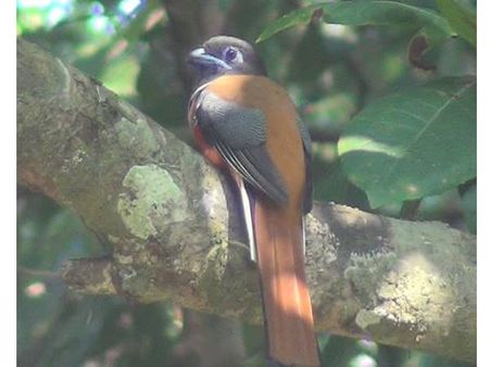 തട്ടേക്കാട് പക്ഷിസങ്കേതമേഖലയില്‍ അപൂര്‍വ്വ ഇനം പക്ഷിയെ കണ്ടെത്തി: മലബാര്‍ ട്രോഗണ്‍!