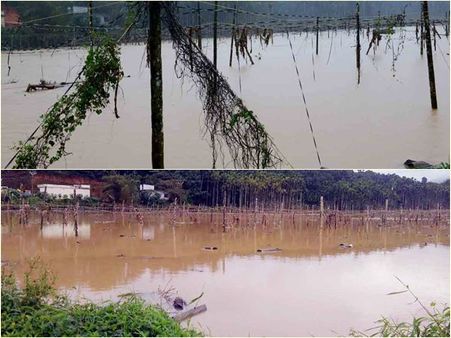 വയനാട്ടിലെ കാർഷിക മേഖല വൻ പ്രതിസന്ധിയിൽ; പ്രളയക്കെടുതിയിൽ നഷ്ടം 1002.07 കോടി, ഇതുവരെ നൽകിയത് വെറും 8 കോടി!!