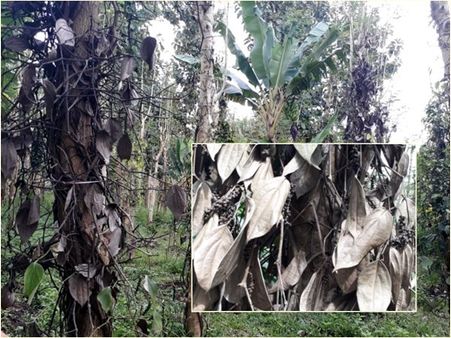 കുരുമുളക് വിലയിടിയുന്നു: ഉല്പാദത്തില്‍ ഗണ്യമായ കുറവ്; വിളവെടുപ്പായിട്ടും വയനാട്ടിലെ കര്‍ഷകര്‍ പ്രതിസന്ധിയില്‍