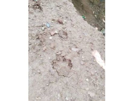 പുലിപേടിയില്‍ കൊന്നത്തടി!!! കാലപാടുകള്‍ കണ്ടെത്തി!!! പുലിയെ നേരില്‍ കണ്ടതായും