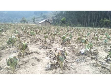 മഞ്ഞു വീഴ്ച്ച വട്ടവടയിലെ ശീതകാല പച്ചക്കറികള്‍ക്ക് തിരിച്ചടി: കരിഞ്ഞുണങ്ങി തോട്ടങ്ങള്‍