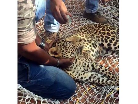 വയനാട്ടില്‍ പുലി കെണിയില്‍ കുടുങ്ങിയ നിലയില്‍ കണ്ടെത്തി: മയക്കുവെടി വെച്ച് പിടികൂടി