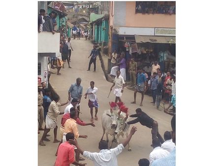 വട്ടവടയില്‍ ഒരിക്കലും ജെല്ലിക്കെട്ട് നടക്കുന്നില്ലെന്ന് പഴമക്കാര്‍!!! ഇവിടെ നടക്കുന്നത് മഞ്ചുവിരട്ട്